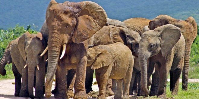Elefant Addo Elephant Nationalpark