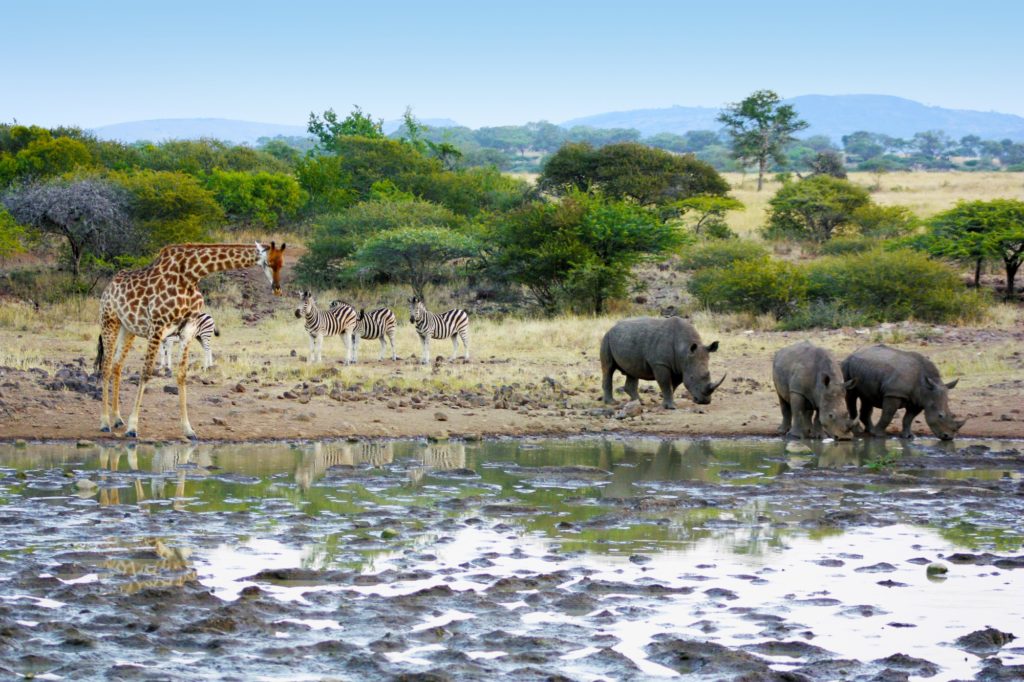 Südafrikas Tierwelt auf großer Safari-Tour entdecken