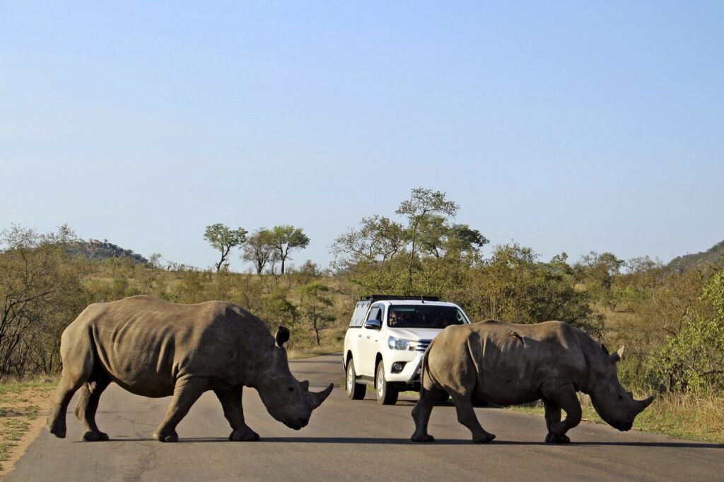 Die beiden Nashörner haben im Krüger-Nationalpark Vorfahrt