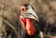 Hornbill in Südafrika